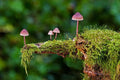Mushroom picture