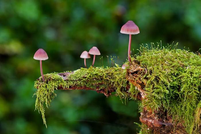 Mushroom picture
